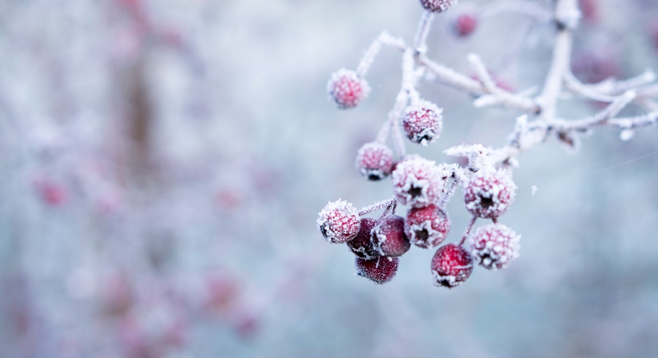 givre