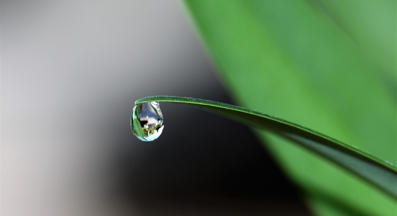 goutte