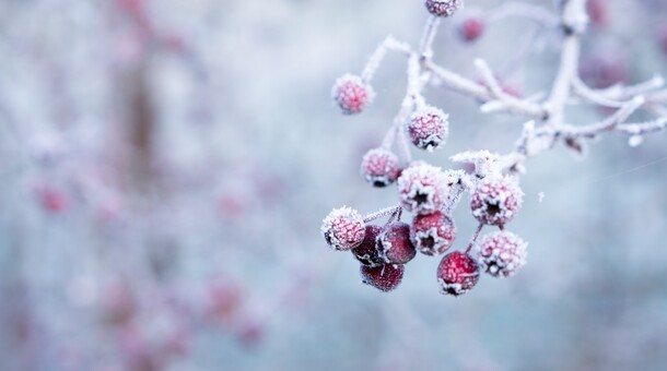 givre