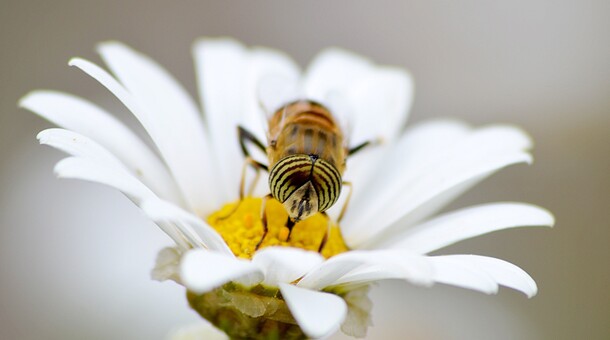 couverture abeille