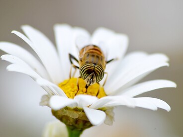couverture abeille